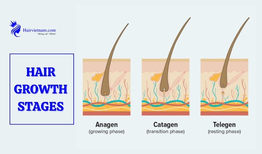 Hair growth stages