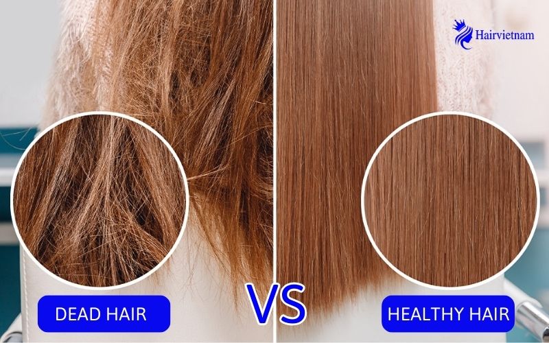 Dead Hair vs Healthy Hair